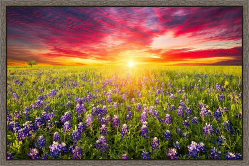 40x60 Blue Bonnet At Dusk
