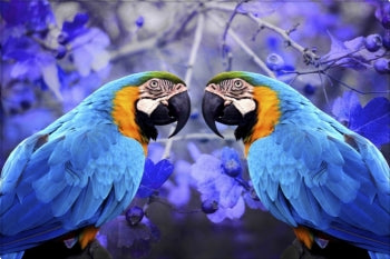 Bird Collection 32