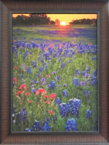 Blue Bonnet Field (Sold out)