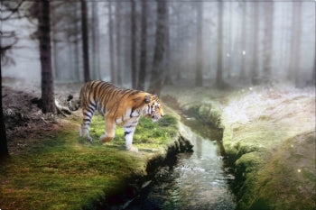 Forest King II