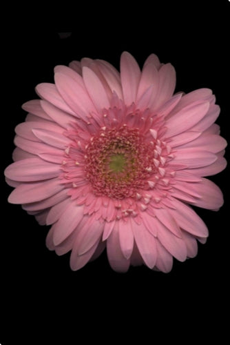 Spring Daisy