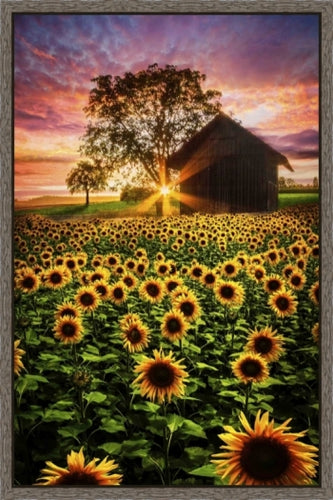 7400 Summer Night $169.95