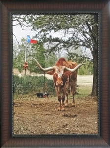 Texas Longhorn