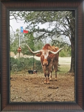 Texas Longhorn