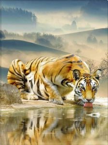 Tiger Drinking Water