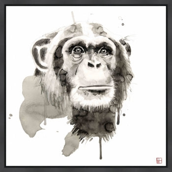 Wildlife Chimp